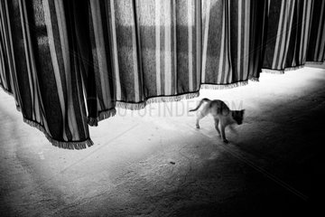 Sevilla  Spanien  Katze laeuft unter einem Vorhang hindurch