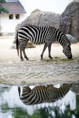 Berlin  Deutschland  ein grasendes Zebra im Berliner Zoo