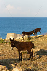 Dipkarpaz  Tuerkische Republik Nordzypern  wilde Esel