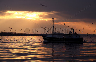 Wismar  Fischerboot und Moewenschwarm im Sonnenuntergang