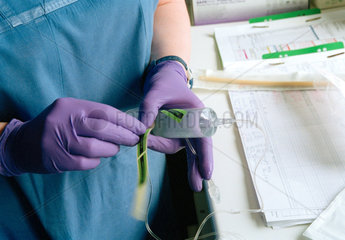 Krankenschwester beklebt eine Infusionspritze mit einem Etikett