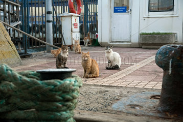 Kinaliada  Tuerkei  Katzen sitzen am Faehranleger von Kinaliada