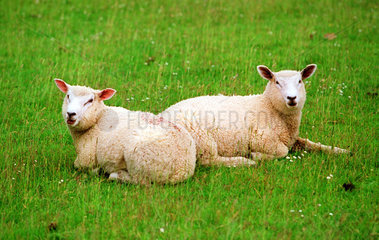 Schafe auf dem Deich an der Nordsee  Buesum  Deutschland