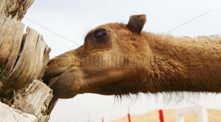 Ein Kamel in der Wueste von Dubai