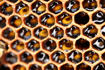 Neuenhagen  Deutschland  mit Honig gefuellte Bienenwaben