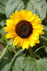 Haby  Sonnenblume