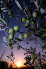 Faro  Portugal  gruene Oliven in der Abendstimmung am Olivenbaum