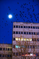 Berlin  Deutschland  Vogelschwarm in der Nacht am Alexanderplatz