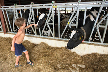 Santanyi  ein Junge streichelt eine Kuh