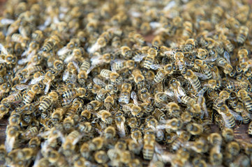 Grammendorf  Deutschland  Bienen
