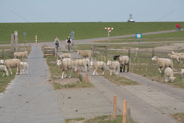 Bredstedt  Deutschland  Fahrradfahrer und Schafe auf der Hamburger Hallig
