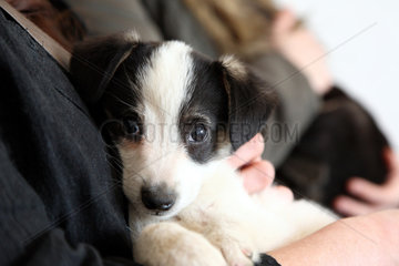 Dallgow-Doeberitz  Deutschland  Hunde-Welpe im Wartezimmer einer Tierarztpraxis