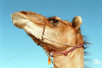 Portraitaufnahme eines Kamels