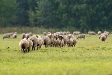 Langen  Schafe auf einer Wiese
