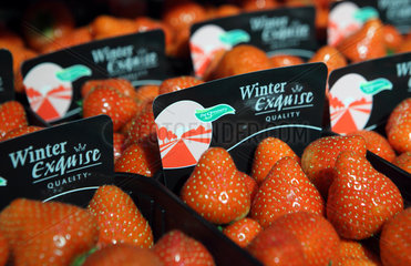 Berlin  Deutschland  Erdbeeren aus Winterproduktion auf der Fruit Logistica