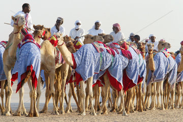 Kamele und Reiter in der Wueste von Dubai