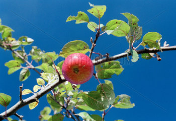 Reifer Apfel am Baum
