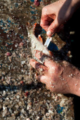 Kussfeld  Polen  Fischer entfernt die Schuppen eines Fisches
