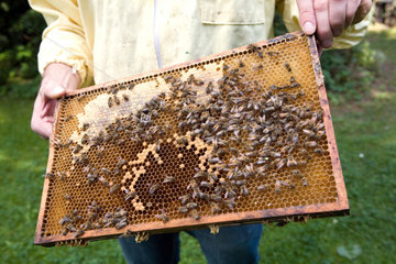 Berlin  Deutschland  Honigwabe mit Bienen