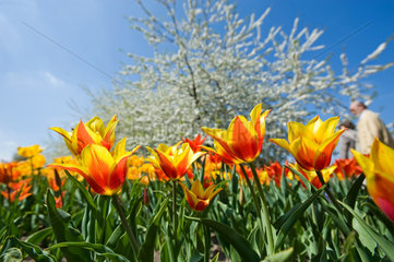 Berlin  Deutschland  Tulpen im Britzer Garten