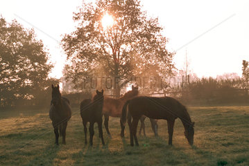 Pferde auf der Koppel im Morgenlicht