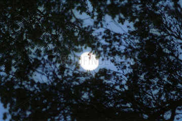 Blick durch Zweige auf den Mond