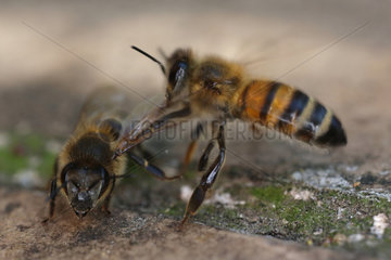 Berlin  Deutschland  Honigbiene zieht eine tote Biene aus dem Stock