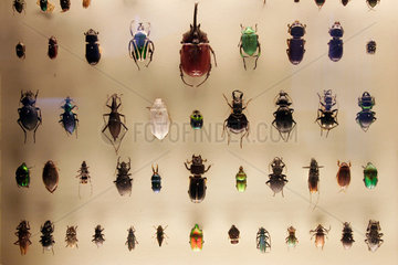 Berlin  Insekten im Naturkundemuseum