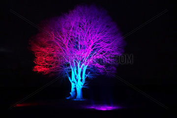 Hoppegarten  Deutschland  blattloser Baum ist nachts farbig angestrahlt