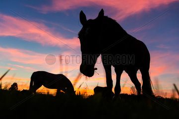 Hamm  Deutschland  Silhouetten von Pferden bei Sonnenuntergang