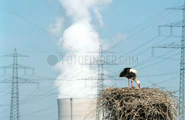 Storch im Nest vor Kuehltuermen und Strommasten