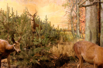Berlin  Wald-Diorama im Naturkundemusuem