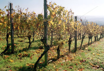 Abgeerntete Weinstoecke an einem sonnigen Herbsttag