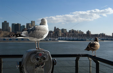 Moewe und Taube in New York