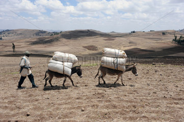 Mangudo  Aethiopien  ein Mann treibt mit Getreide beladene Esel ueber das Feld