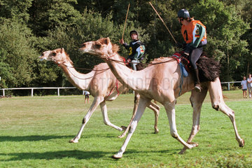 Kamelrennen auf der Galopprennbahn Hoppegarten