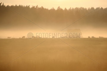 Neu Kaetwin  Deutschland  Schafe bei Sonnenuntergang im Nebel auf einer Weide