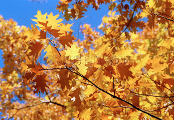 Herbstliche Blaetter eines Baumes im Sonnenlicht