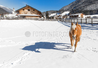 Innichen  Italien  ein Pferd auf einer verschneiten Koppel