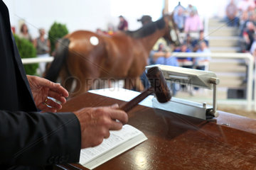 Iffezheim  Deutschland  Symbolfoto  ein Pferd wird auf einer Auktion versteigert
