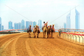 Kamele beim Training vor der Skyline von Dubai  Vereinigte Arabische Emirate