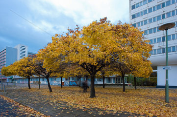 Berlin  Deutschland  Herbststimmung in der Otto-Braun-Strasse am Alexanderplatz