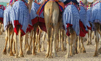 Kamele in der Wueste von Dubai