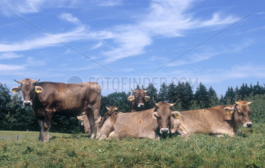 Rinder auf einer Wiese im Allgaeu