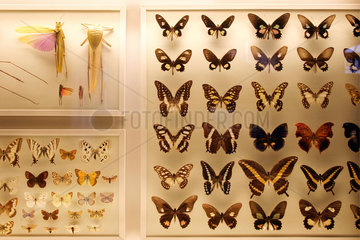 Berlin  Schmetterlinge im Naturkundemusuem