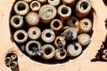 Zuerich  Schweiz  Mauerbienen an einem Insektenhotel