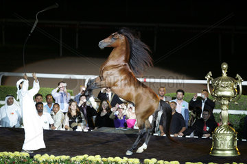 Dubai  Vereinigte Arabische Emirate  Pferd baeumt sich auf Anweisung auf