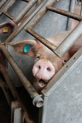 Struxdorf  Deutschland  Schwein guckt aus seinem Gehege