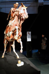 Berlin  Deutschland  Plastination Scheuendes Pferd mit Reiter auf der Ausstellung Koerperwelten von Gunther von Hagens