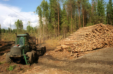 Abholzung eines Waldes in Schweden